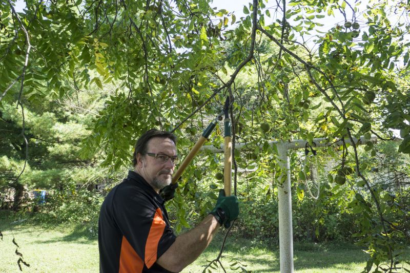 Limbs Trimming in San Jose, CA