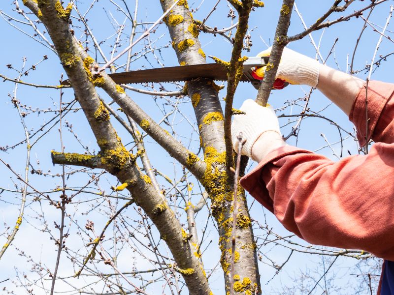 Tree Limbs Removal in Allentown, PA