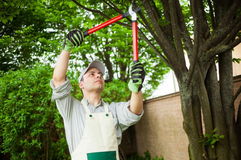 Beech Tree Pruning in Allentown, PA