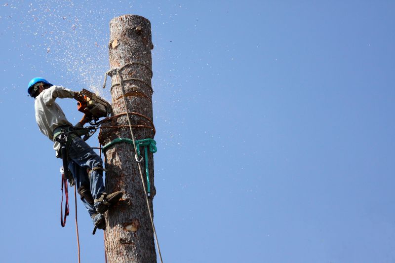 Commercial Tree Trimming in Denver, CO