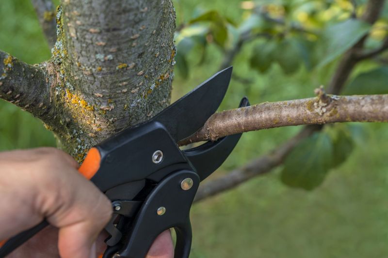 Cypress Tree Removal in Allentown, PA