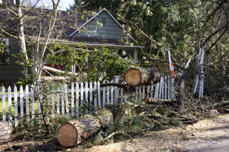 Dead Branch Removal in Reno, NV