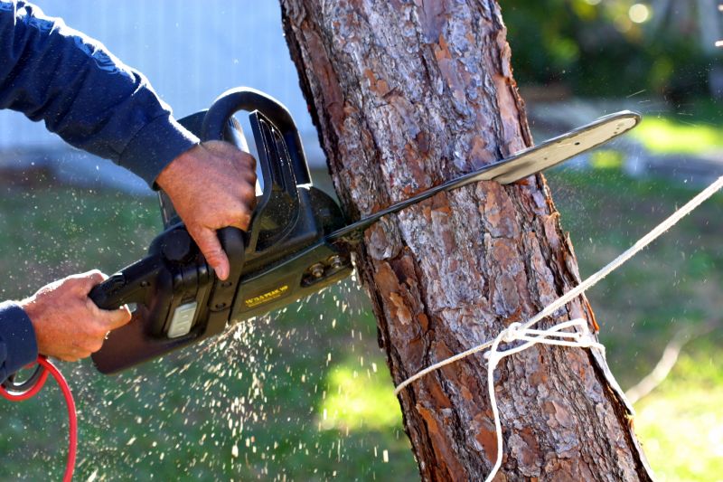 Dogwood Tree Removal in Doylestown, PA