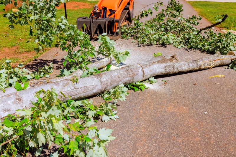 Fallen Tree Removal in Allentown, PA
