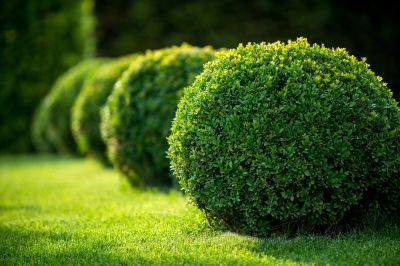 Shrubs Maintenance detail