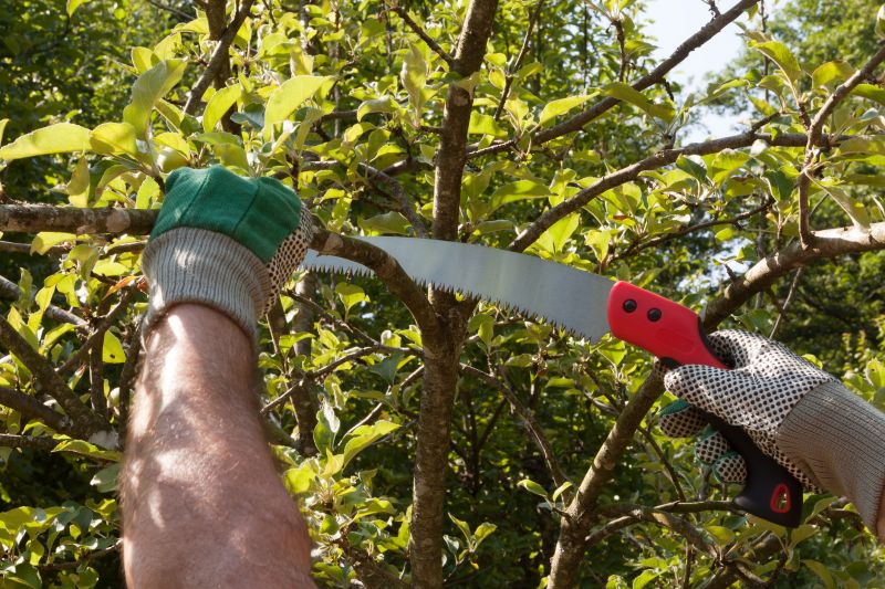 Magnolia Tree Pruning in Pottstown, PA