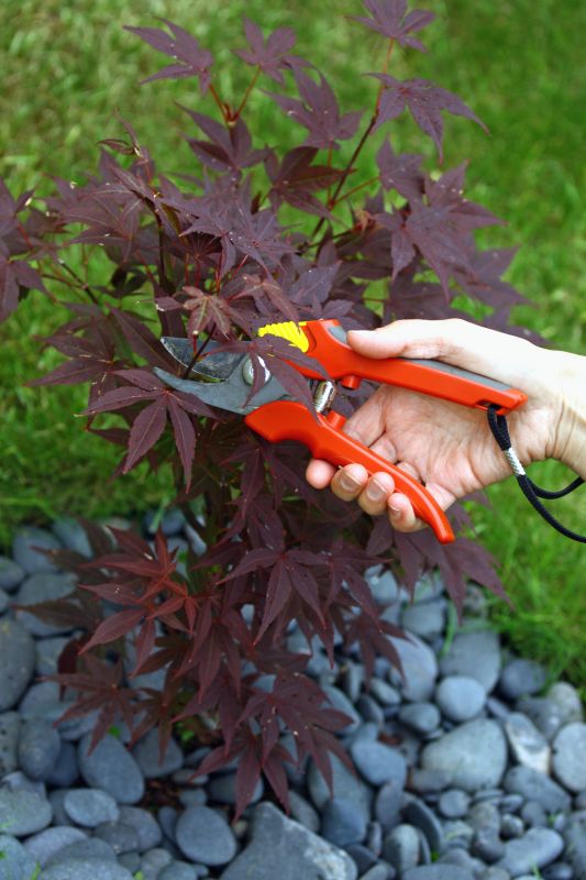 Maple Tree Pruning in Doylestown, PA