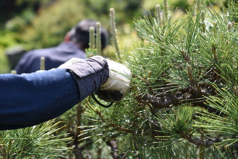 Pear Tree Pruning in Allentown, PA