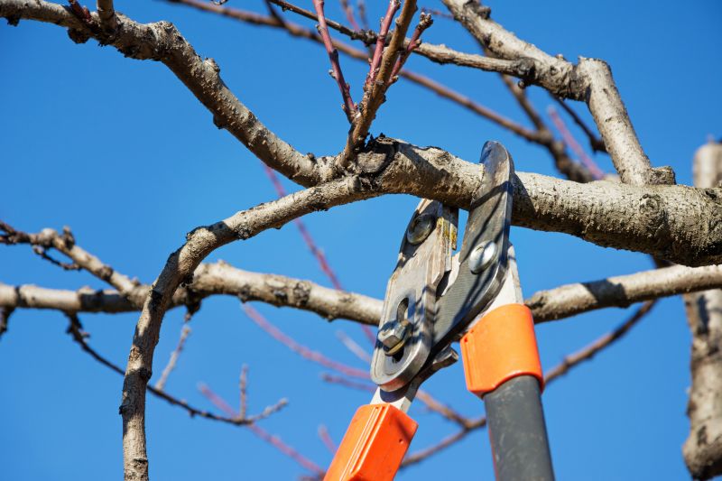 Pear Tree Pruning in Allentown, PA