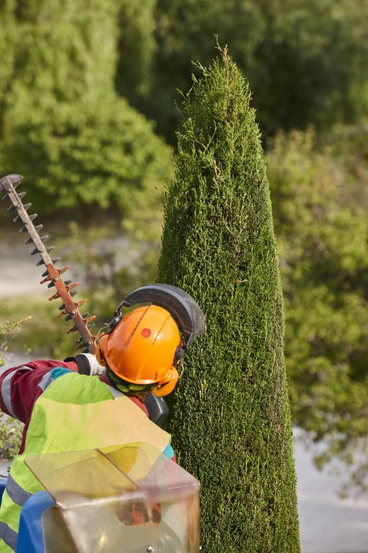 Pine Tree Trimming in San Jose, CA