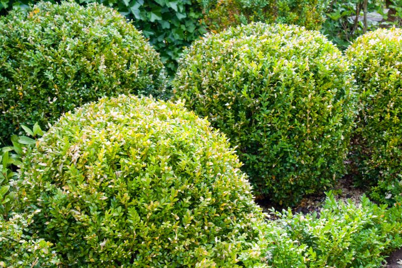 Shrubs Maintenance