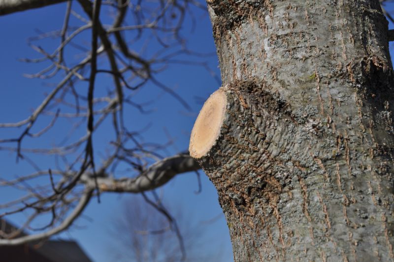 Tree Branch Cutting in Allentown, PA