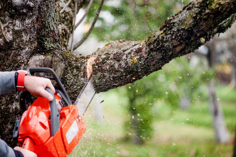 Tree Limbs Removal in Reno, NV
