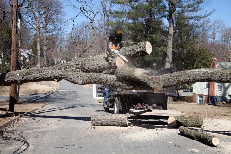 Tree Removal Service in Allentown, PA