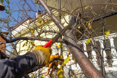 Tree Trimming Service in Pottstown, PA