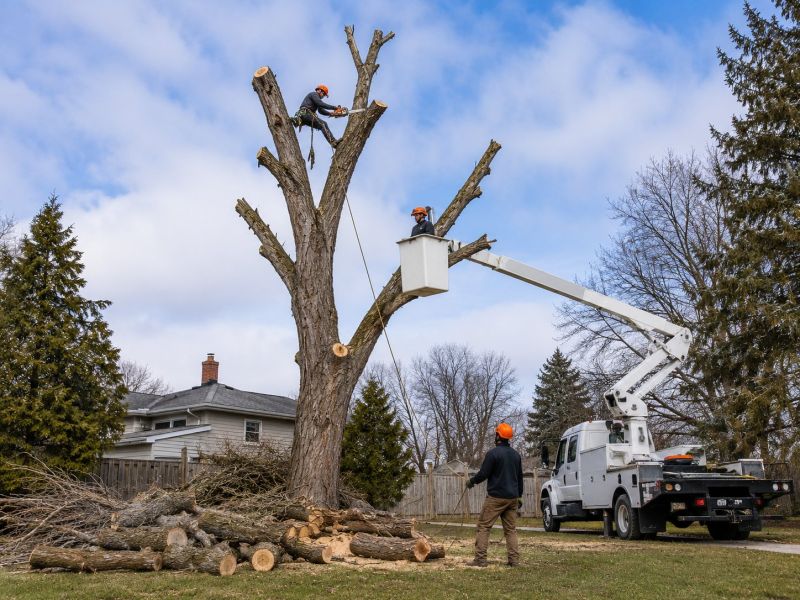 Willow Tree Removal in Reno, NV